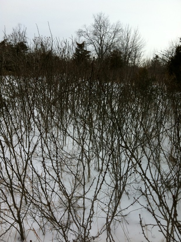After driving to Point Petre, I mapped out where the Orenda Ring would be and headed into the scrub brush.