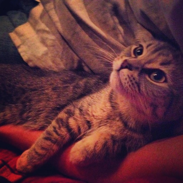 SIDENOTE - The starved little kitty found at the site of the shipwreck has a warm and loving new home where she is aptly named..."Shipwreck".