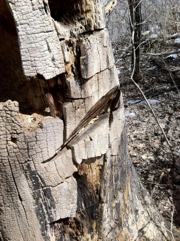 1800 axe marks or chainsaw on this old dead tree?