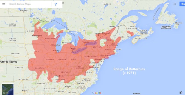 Range of butternuts.