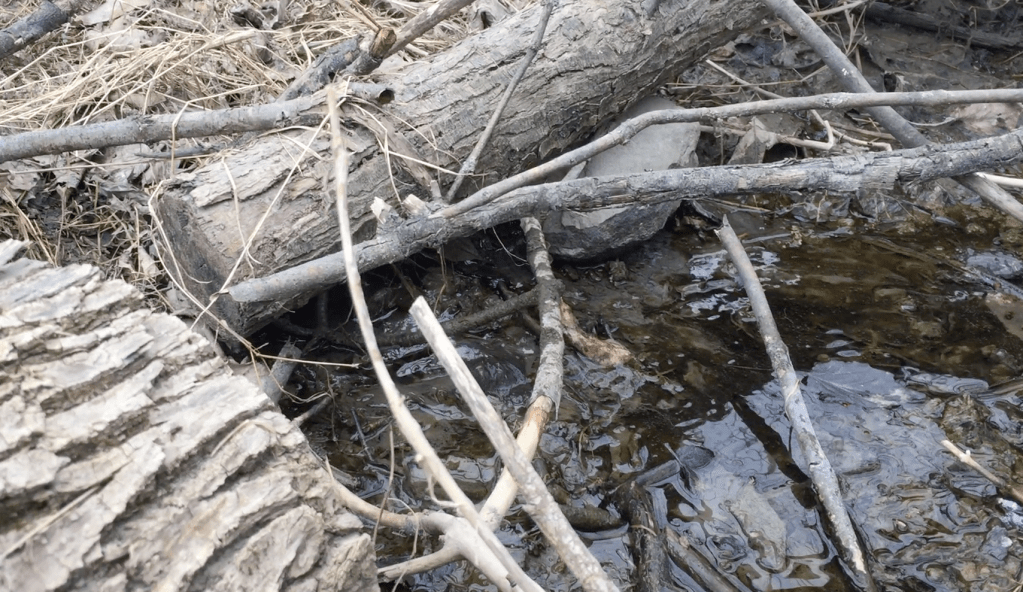 Screen Shot 2020-04-26 at 5.02.57 PM